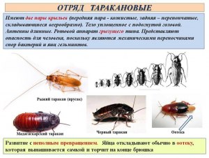 На какого таракана ставить в игре "hoosegow", черного или рыжего?