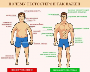 Правда ли,что тестостерон делает мужчин агрессивными, лидерами и т.д.?