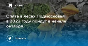 В какие дни августа прогноз появления зимних опят в Подмосковье?