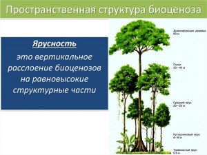 Пространственная Омика . Что это такое?