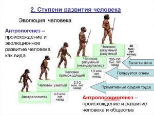 Что меняется в теле человека в ходе продолжающейся эволюции?