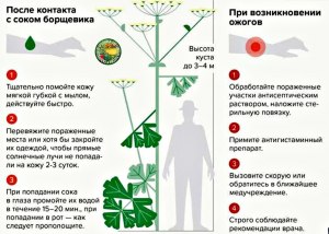 Каким образом из борщевика можно извлечь натрий (см)?