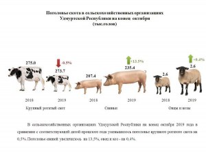 Почему говорят: 20 голов скота, но 20 членов Академии?