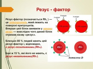 Отрицательный резус-фактор: что это? Ошибка эволюции или... шаг вперед?