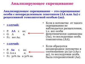 Как определить соотношение генотипов в потомстве от анализирующего ...?