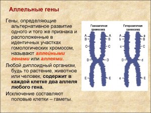 Может ли организм содержать 3 аллельных гена, как они друг на друга влияют?