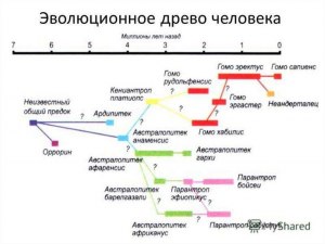 Как отличить нашего предка от "тупиковой ветви"?