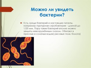 Каких бактерий можно увидеть невооружённым глазом?