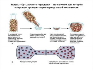 Что представляет собой феномен бутылочного горлышка в биологии?