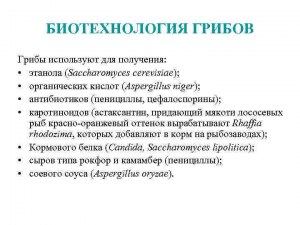 Как используют одноклеточные грибы в биотехнологиях?