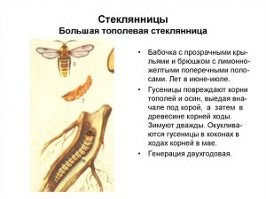 Бабочка тополёвая стеклянница - чем она уникальна?