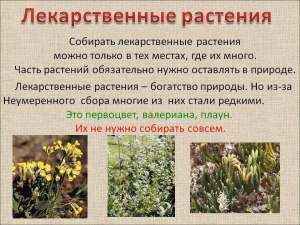 Какие растения больше всего накапливают родий? Почему?