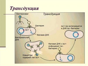 Какой процесс в генетике называют трансдукцией?