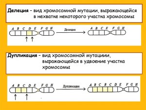 Что такое делеция хромосомы?