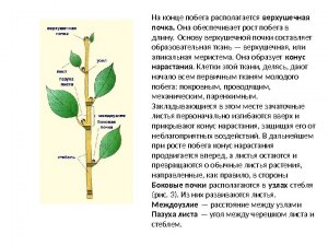 Продолжит ли дерево расти вверх, если отрезать верхушечную почку? Почему?