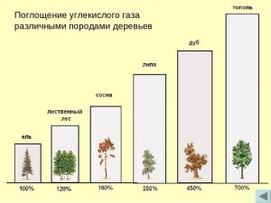 На какой площади может вырасти древесина, достаточная для отопления?