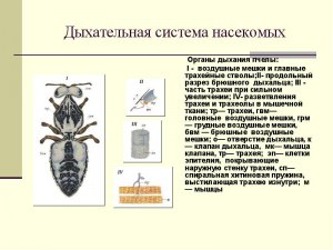 Как называется дыхательный орган пчел?