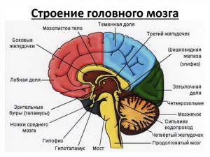 Какая математика способна описать работу и строение мозга?