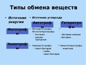 Какие существуют типы обмена веществ?