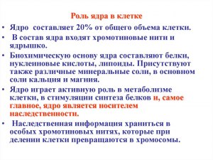 Как можно доказать ведущую роль ядра в клетке?