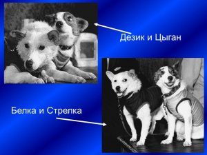 Если Белка и Стрелка первые собаки космонавты, то кем были Дезик и Цыган?