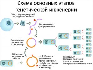 Что такое ДНК-пластик? Как его производят?