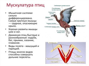 Чья мышечная ткань сильнее (эффективнее) - млекопитающих или птиц?