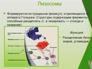 В каком органоиде формируются лизосомы?