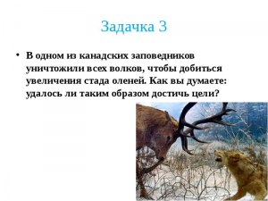 Если убить всех волков в заповеднике, поголовье оленей увеличится? Почему?