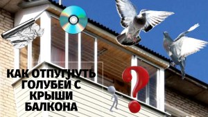 Как отпугнуть голубей с балкона, чтобы больше не прилетали?