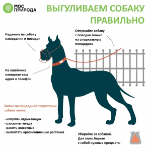 Почему собак выгуливают по городу без намордников?