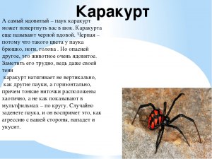 Большие пауки-осы уже в Подмосковье. Дождёмся ли скорпионов и почему?