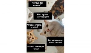 Часто ли ваш кот/кошка будит вас по утрам, зачем, как вы на это реагируете?