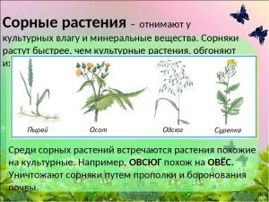 Почему сорняки на моей даче чувствуют себя лучше, чем - "культурные"?