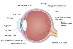 Какое животное может пролезть в отверстие размером со своё глазное яблоко?