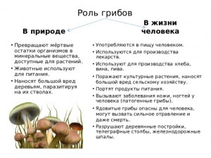 Когда рвешь грибы повреждается ли мицелий? В каком случае гриб может ...?