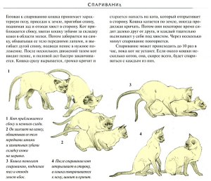 Как успокоить кота, когда у него активный период спаривания?