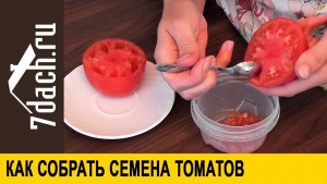 Как собрать семена помидора, чтобы они не слипались?