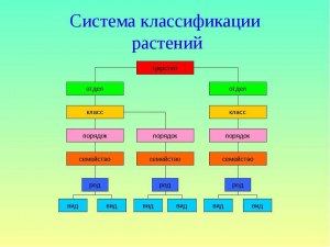 Что за растение к какому роду, семейству относиться, чем полезно?