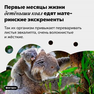 Что едят детёныши коалы, пока не научились есть листья эвкалипта?