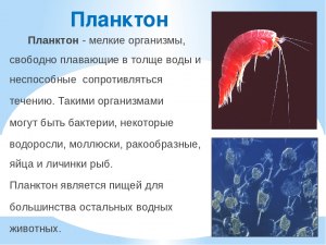 В каком океане существует "мёртвая" зона, где обитают только бактерии?