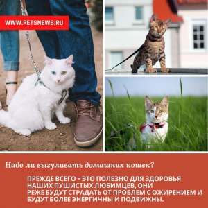 Выгуливаете ли вы кота?