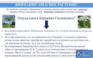 Почему раньше не было известно о проблеме с борщевиком?