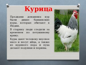 Куры - это домашние животные или нет?