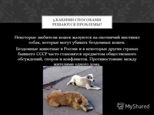 Можно ли натренировать у кошки охотничий инстинкт?