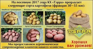 Что такое репродукция картофеля?