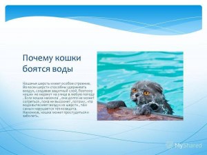 Почему кошки любят рыбу, если она им противопоказана, и так воды боятся?