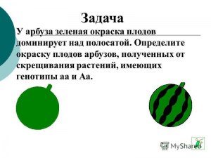 Скрестить вишню с арбузом, что получится? Почему?