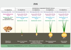 Семейный лук под зиму можно сажать? Какие есть секреты выращивания?