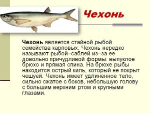 Рыба Судного дня. Какую рыбу так называют и почему. Где она обитает?